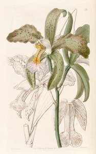 Cattleya granulosa by Miss Drake